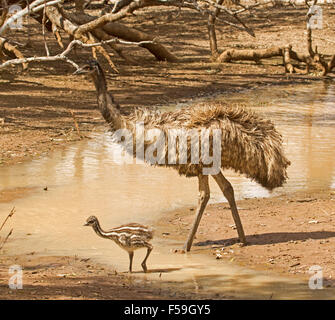 Tiny emu chick with brown & white striped plumage with male parent wading in river water in Currawinya National Park outback Australia Stock Photo
