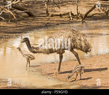Two tiny emu chicks with brown & white striped plumage with male parent drinking at river in Currawinya National Park outback Australia Stock Photo