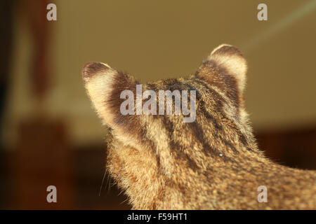 Iriomote cat hi-res stock photography and images - Alamy Iriomote cat hi-res stock photography and images - Alamy