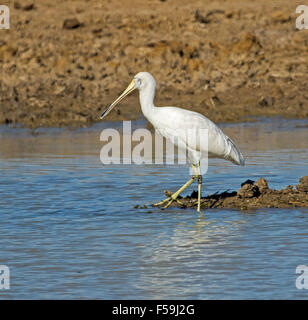 Yellow-billed spoonbill Platalea flavipes wading in blue water of wetlands at Cuttaburra crossing of Eyre Creek in outback Australia Stock Photo