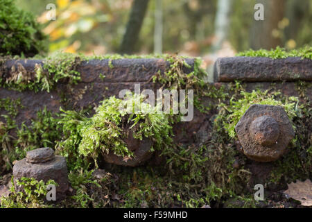 green moss on railroad track - overgrown rail tracks Stock Photo