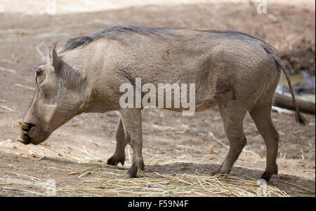 Common Warthog (Phacochoerus africanus) in Captivity Stock Photo