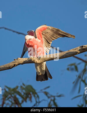 Galah, beautiful pink & grey parrot / cockatoo, perched on branch & stretching wings against blue sky in outback Australia Stock Photo