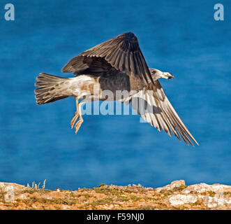 Juvenile or immature Pacific gull, Larus pacificus, in flight against deep blue ocean on Yorke Peninsula South Australia Stock Photo