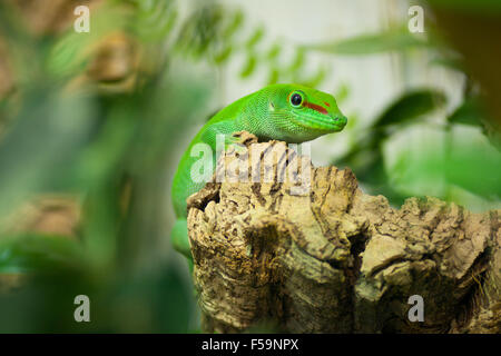 A captive male Madagascar day gecko (Phelsuma madagascariensis madagascariensis) . Stock Photo