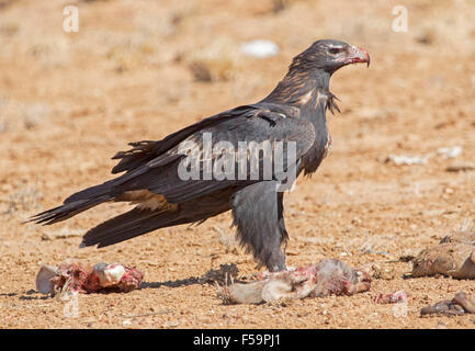 Majestic wedge-tailed eagle, Aquila audax, with blood on bill, feeding on remains of carcass of kangaroo in outback Australia Stock Photo