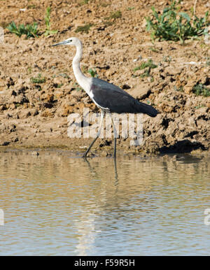 White necked Pacific heron, Ardea pacifica, wading & reflected in calm blue water of wetlands in outback Australia Stock Photo