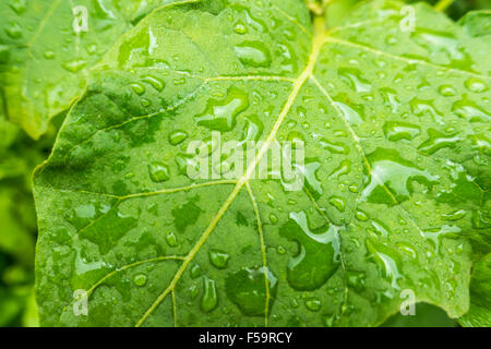 dew on leaf Stock Photo