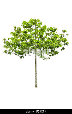 Green Tree isolated on white Stock Photo