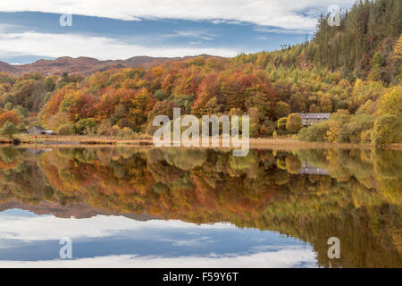 Trees showing autumn colours reflected in Llyn Geirionydd, Wales Stock Photo