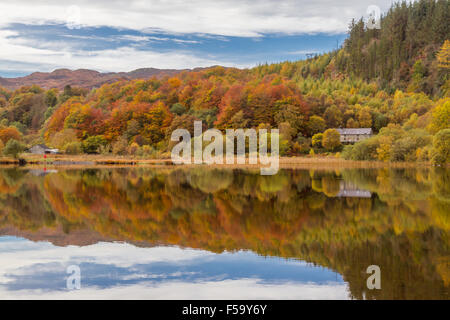 Trees showing autumn colours reflected in Llyn Geirionydd, Wales Stock Photo