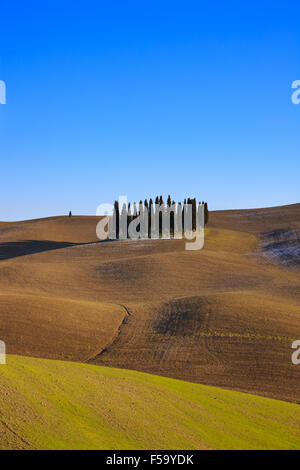 Tuscan cypress trees. This typical landscape is located near San Quirico Val d'Orcia, Siena, Tuscany, Italy. This photograph in Stock Photo