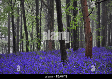 A carpet of bluebells in Delcombe Wood, Dorset Stock Photo