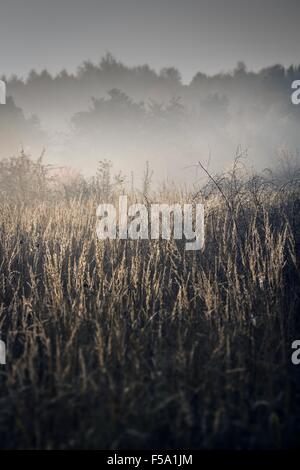 Mistic fog on a meadow in the morning in Lesser Poland Stock Photo