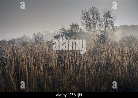 Mistic fog on a meadow in the morning in Lesser Poland Stock Photo