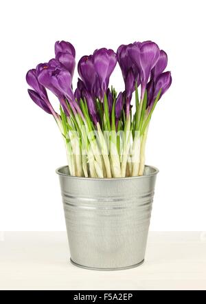 Purple crocus in small aluminum bucket at white wooden table against white wall on white background Stock Photo
