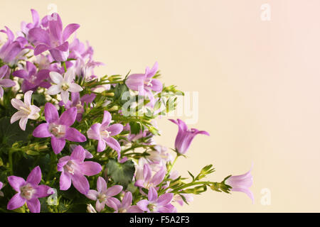 Campanula Portenschlagiana on pink background Stock Photo