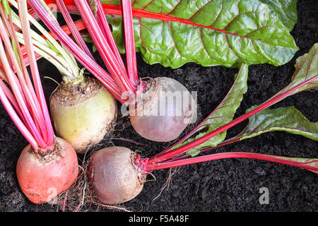 Colorful organic root vegetables with green leaves,freshly picked and grown in a garden  in dark rich soil, unwashed selected Stock Photo