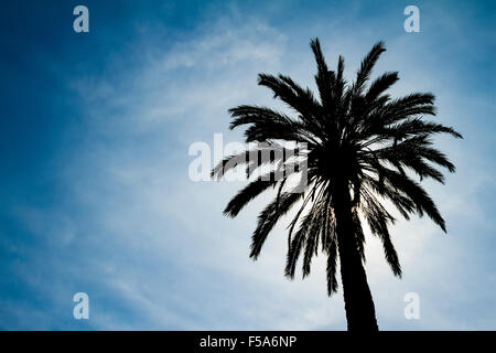 Backlighting Palm Tree against a blue sky Stock Photo