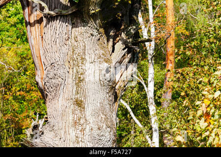 Thick tree trunk Stock Photo
