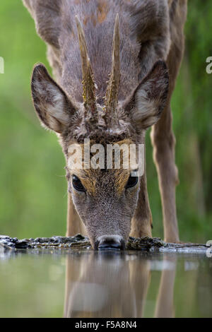 Roe deer (Capreolus capreolus) roebuck drinking at forest waterhole, Kiskunság National Park, Hungary Stock Photo