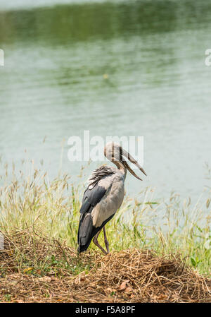 Asian openbill or Asian openbill stork (Anastomus oscitans) standing by water, Ayutthaya, Thailand Stock Photo