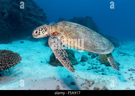 Green sea turtle (Chelonia mydas) swimming over sandy seabed in front of coral reef, Great Barrier Reef Stock Photo