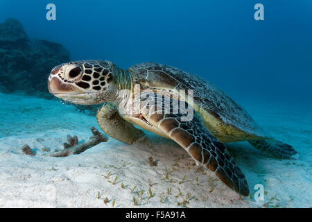 Green sea turtle (Chelonia mydas) on sandy seabed, Great Barrier Reef, UNESCO World Heritage Site, Pacific, Australia Stock Photo