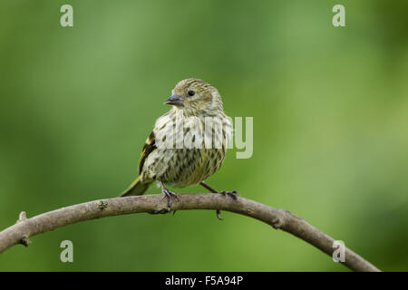 Female Eurasian siskin, Latin name Carduelis spinus, perched on a twig. Also known as a bBlack-headed goldfinch, barley bird and Stock Photo