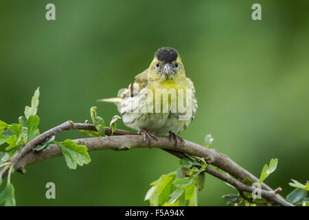 Male Eurasian siskin, Latin name Carduelis spinus, perched on a leafy twig. Also known as a bBlack-headed goldfinch, barley bird Stock Photo
