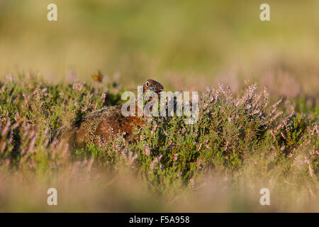 Male red grouse, Latin name Lagopus lagopus scotica, foraging among flowering heather Stock Photo