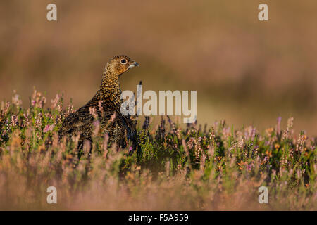 Male red grouse, Latin name Lagopus lagopus scotica, among flowering heather Stock Photo