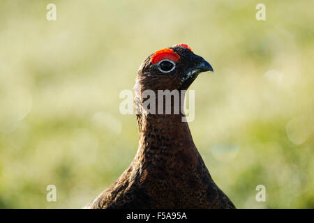Male red grouse, Latin name Lagopus lagopus scotica, backlit showing bright red eye wattles Stock Photo