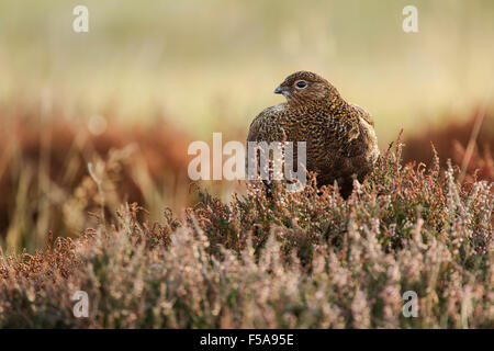Male red grouse, Latin name Lagopus lagopus scotica, among heather Stock Photo