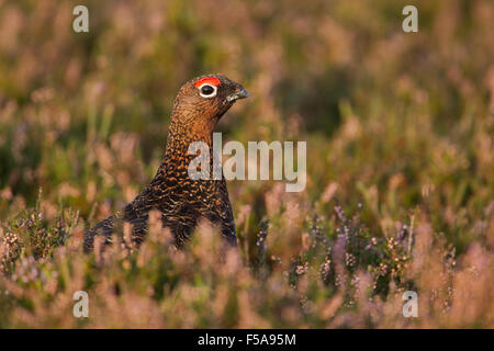 Male red grouse, Latin name Lagopus lagopus scotica, among heather Stock Photo