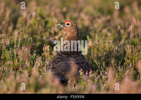 Male red grouse, Latin name Lagopus lagopus scotica, among heather showing red eye wattles Stock Photo