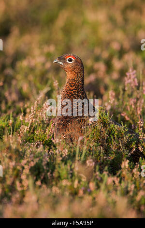 Male red grouse, Latin name Lagopus lagopus scotica, among heather showing red eye wattles Stock Photo