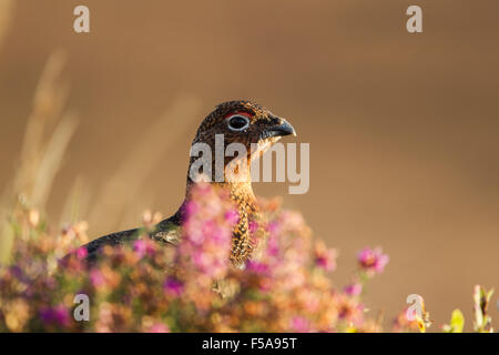 Male red grouse, Latin name Lagopus lagopus scotica, among heather and grasses Stock Photo
