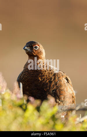Male red grouse, Latin name Lagopus lagopus scotica, among heather Stock Photo