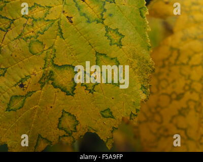 Close up of yellow gold and green patterns of decaying autumn leaf of English Elm (Ulmus procera) showing parallel vein details Stock Photo