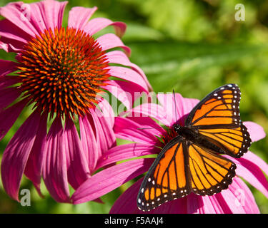 Butterfly on flower. Viceroy butterfly, Limenitis archippus, resting on colorful Echinacea flower with wings spread in sun. Stock Photo