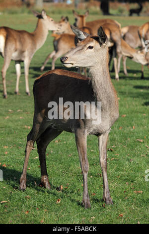 Bushy Park, SW London. 31st October 2015. UK Weather: An alert female red deer surveys her surroundings, on a lovely sunny day in South East England with temperatures reaching a warm 18 degrees. Credit:  Julia Gavin UK/Alamy Live News Stock Photo