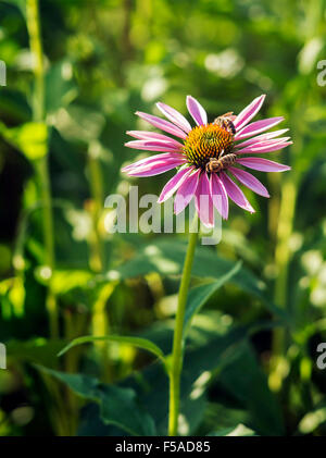 medical plant echinacea purpurea close up. Stock Photo