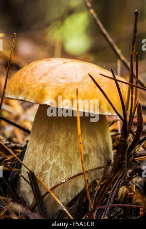 Lovely mushroom close up in a forest. Stock Photo