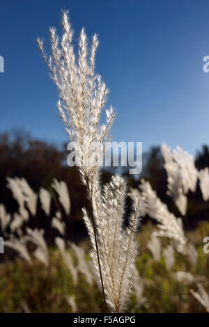 Backlit wild white Pampas grass flower heads in morning light Stock Photo