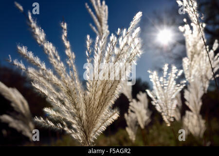 Close up of backlit wild Miscanthus Pampas grass flower heads with morning sun Stock Photo