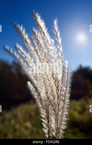 Close up of a Backlit wild white Pampas grass flower head with morning sun Stock Photo