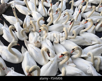 London, UK. 31st Oct, 2015. Swans on the Thames at Windsor, near London UK. Credit:  Mark Mercer/Alamy Live News Stock Photo