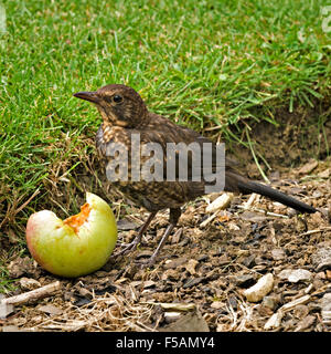 Juvenile English Common Blackbird (Turdus Merula) eating windfall apple, UK. Stock Photo