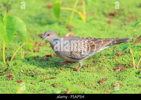 Oriental turtle dove (Streptopelia orientalis) in Japan Stock Photo